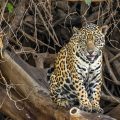 Wilder Jaguar im Pantanal (Panthera onca,