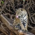Wilder Jaguar im Pantanal (Panthera onca,
