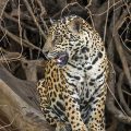 Wilder Jaguar im Pantanal (Panthera onca,