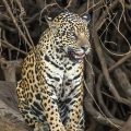 Wilder Jaguar im Pantanal (Panthera onca,