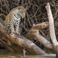 Wilder Jaguar im Pantanal (Panthera onca,