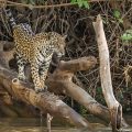Wilder Jaguar im Pantanal (Panthera onca,