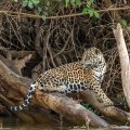Wilder Jaguar im Pantanal (Panthera onca,