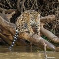 Wilder Jaguar im Pantanal (Panthera onca,