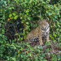 Wilder Jaguar im Pantanal (Panthera onca,