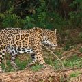 Wilder Jaguar im Pantanal (Panthera onca,