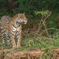Wilder Jaguar im Pantanal (Panthera onca,