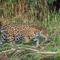 Wilder Jaguar im Pantanal (Panthera onca,