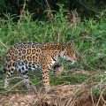 Wilder Jaguar im Pantanal (Panthera onca,