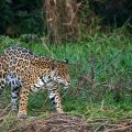 Wilder Jaguar im Pantanal (Panthera onca,