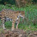 Wilder Jaguar im Pantanal (Panthera onca,