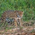 Wilder Jaguar im Pantanal (Panthera onca,
