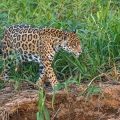 Wilder Jaguar im Pantanal (Panthera onca,