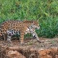 Wilder Jaguar im Pantanal (Panthera onca,