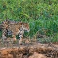 Wilder Jaguar im Pantanal (Panthera onca,