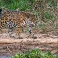 Wilder Jaguar im Pantanal (Panthera onca,