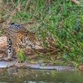 Wilder Jaguar im Pantanal (Panthera onca,