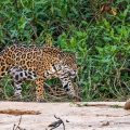 Wilder Jaguar im Pantanal (Panthera onca,