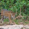 Wilder Jaguar im Pantanal (Panthera onca,
