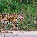 Wilder Jaguar im Pantanal (Panthera onca,