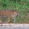 Wilder Jaguar im Pantanal (Panthera onca,