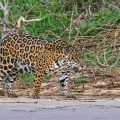 Wilder Jaguar im Pantanal (Panthera onca,