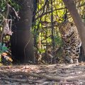 Wilder Jaguar im Pantanal (Panthera onca)