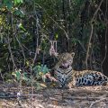 Wilder Jaguar im Pantanal (Panthera onca)