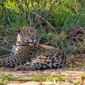 Wilder Jaguar im Pantanal (Panthera onca)