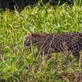 Wilder Jaguar im Pantanal (Panthera onca)