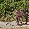 Wilder Jaguar im Pantanal (Panthera onca)