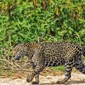 Wilder Jaguar im Pantanal (Panthera onca)