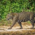 Wilder Jaguar im Pantanal (Panthera onca)