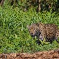 Wilder Jaguar im Pantanal (Panthera onca)