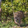 Wilder Jaguar im Pantanal (Panthera onca)