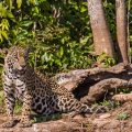 Wilder Jaguar im Pantanal (Panthera onca)