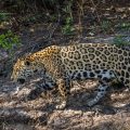 Wilder Jaguar im Pantanal (Panthera onca)