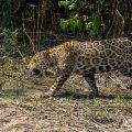 Wilder Jaguar im Pantanal (Panthera onca)