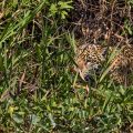 Wilder Jaguar im Pantanal (Panthera onca)