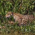 Wilder Jaguar im Pantanal (Panthera onca)