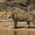 Wilder Jaguar im Pantanal (Panthera onca)