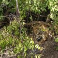 Wilder Jaguar im Pantanal (Panthera onca)