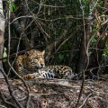 Wilder Jaguar im Pantanal (Panthera onca)