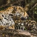 Wilder Jaguar im Pantanal (Panthera onca)