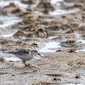 Sanderlinge (Calidris alba)