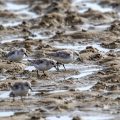 Sanderlinge (Calidris alba)