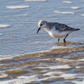Sanderlinge (Calidris alba)