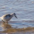 Sanderlinge (Calidris alba)