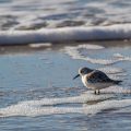 Sanderlinge (Calidris alba)