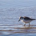 Sanderlinge (Calidris alba)